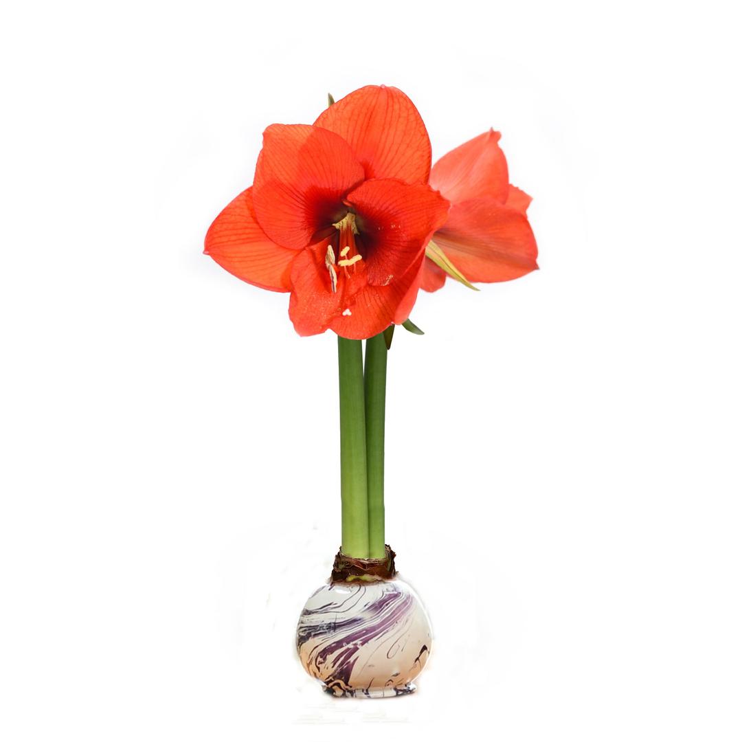 Marble wax Amaryllis Bulb with White Bloom